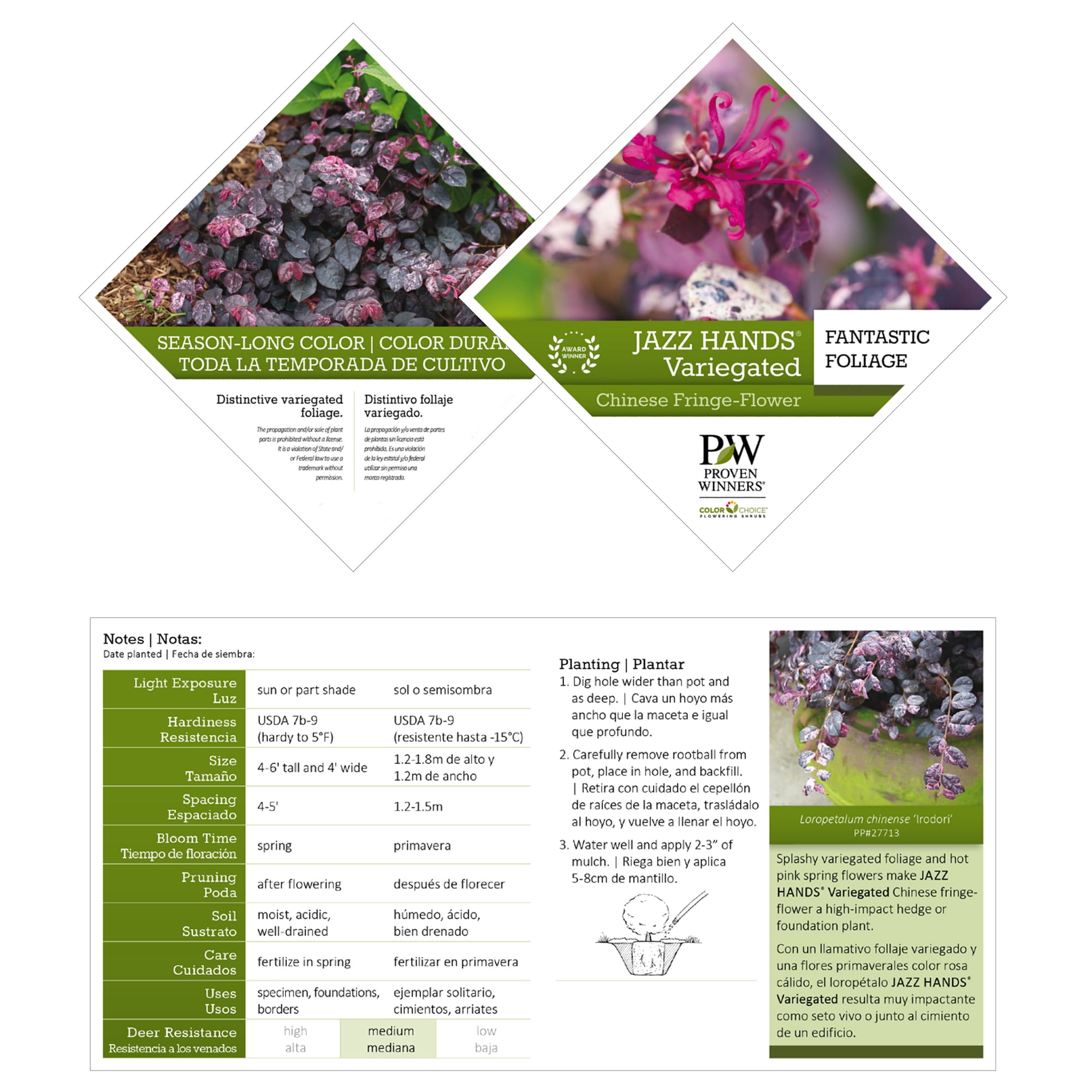 Proven Winners ColorChoice Jazz Hands Loropetalum Live Shrub (2 Gallon)