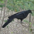 thumbnail image 2 of Accessoire de Robe Fantaisie Corbeau Plume Noir Réaliste, 2 of 5