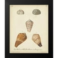 thumbnail image 2 of Knorr 20x24 Black Modern Framed Museum Art Print Titled - Antique Knorr Shells I, 2 of 5