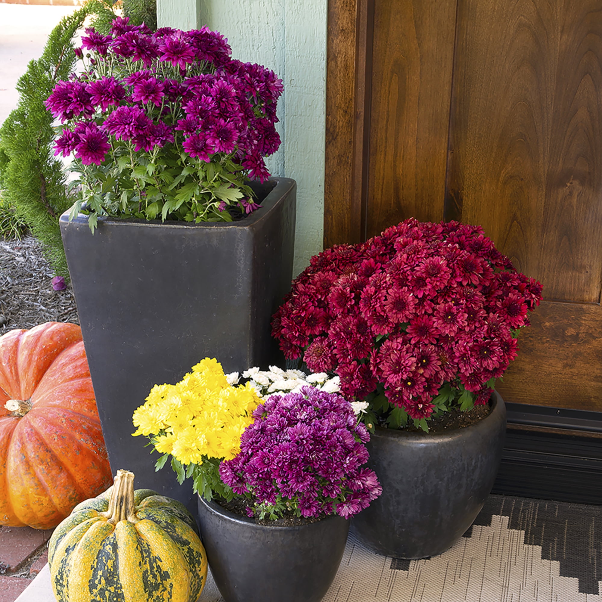 Better Homes & Gardens 1.5G Bronze Mums Live Plant in Decorative Pot, Abundant Color