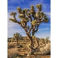 thumbnail image 2 of Perry, Rachel 12x14 White Modern Wood Framed Museum Art Print Titled - Views of Joshua Tree III, 2 of 4