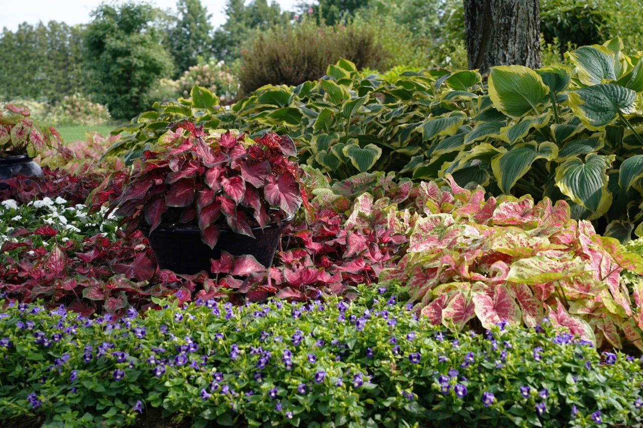 Proven Winners 2QT Multicolor Caladium Live Annual Plant Sun 3-Pack