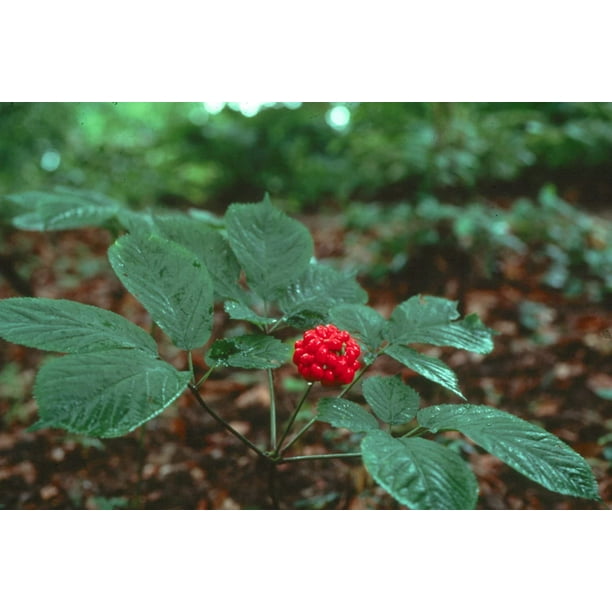 25 American Ginseng Seeds for Planting