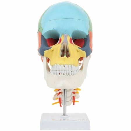 Axis Scientific 3 Part Didactic Skull on Flexible Cervical Vertebrae with Nerves and Arteries  Includes Sturdy Base and Full Color Detailed Product Manual price history on PriceWatchPro