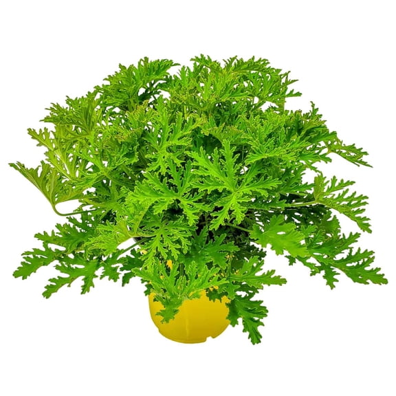 Tropical Plants of Florida 12" to 16" Citronella Mosquito Plant; Pelargonium Citrosum, Full Sunlight
