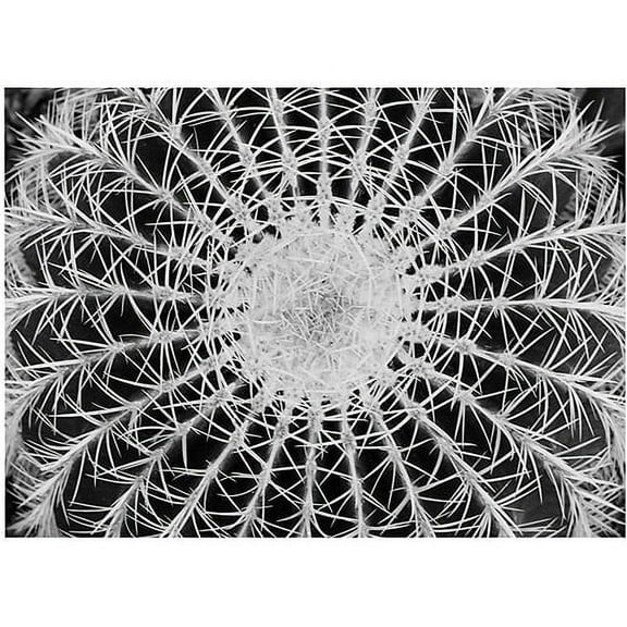 Trademark Art "Barrel Cactus" Canvas Art by Kurt Shaffer