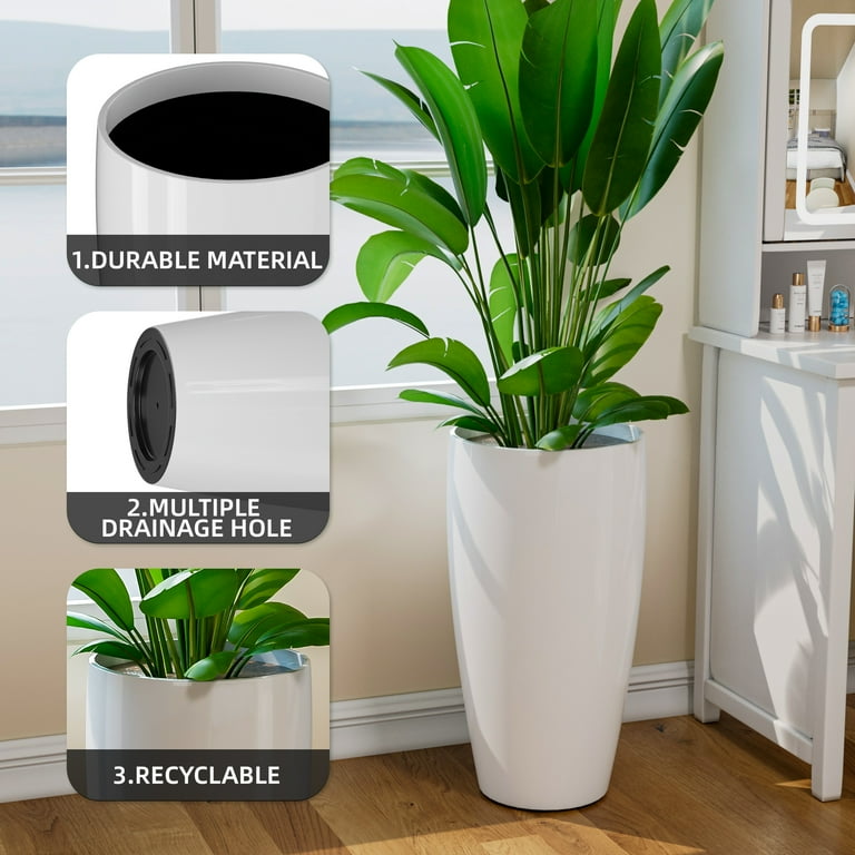 cylindrical snake plant Snake Plant 'Braided' - Pet Safe Air-Purifying Braided Plant main image 0
