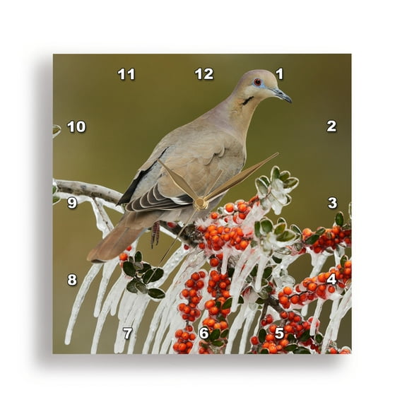 3dRose, White winged Dove on icy branch of Yaupon Holly, Hill Country, Texas, 15x15 Wall Clock