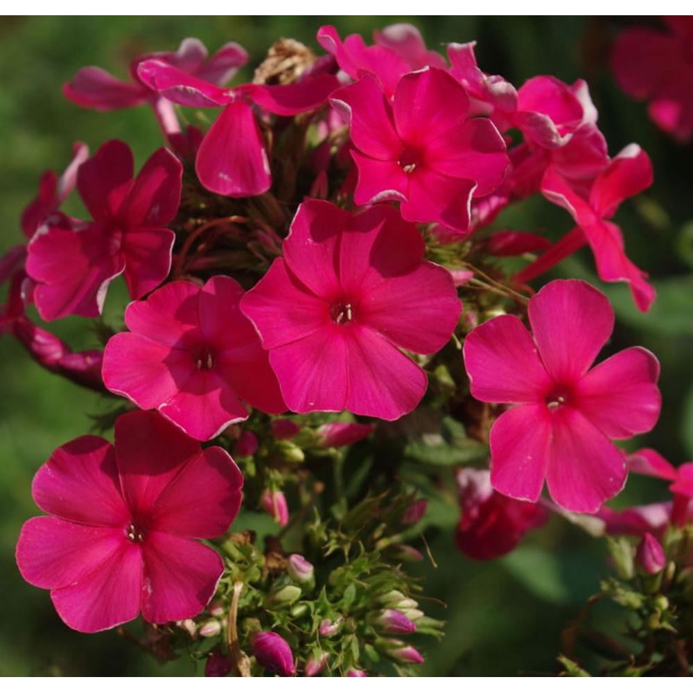 Younique Red Phlox Perennial - Gallon Pot - Mildew Resistant - Walmart ...