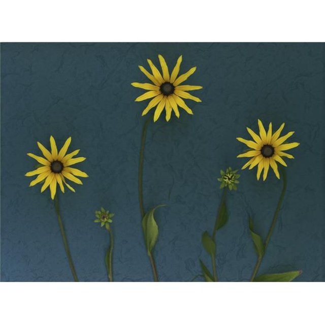 Three Yellow Flowers Poster Print by Deddeda, 32 x 24 - Large