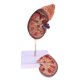 thumbnail image 3 of Modelo de Riñón Humano, 24 INDICADORES ZONIFICON CÓDIGOS ÚNICOS MODELO DE RIñÓN PARA Aprender para Médicos, 3 of 8