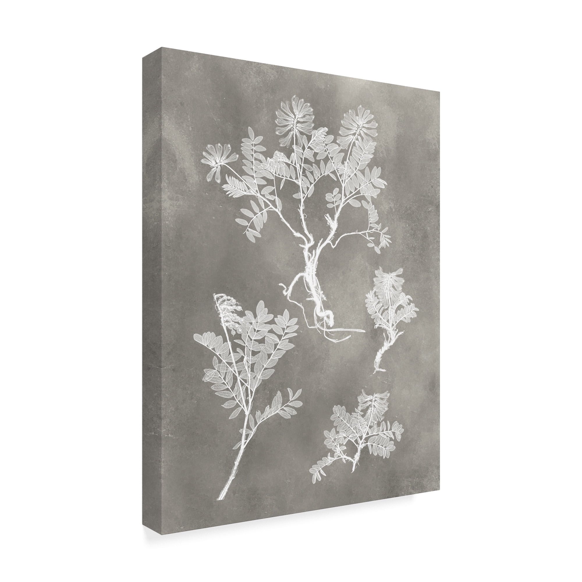 Trademark Fine Art 'Herbarium Study II' Canvas Art by Vision Studio