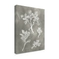 thumbnail image 2 of Trademark Fine Art 'Herbarium Study II' Canvas Art by Vision Studio, 2 of 4