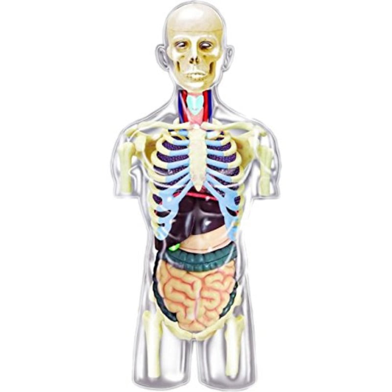 4d Master Transparent Human Anatomy Torso Model Kit One Color Walmart Com Walmart Com