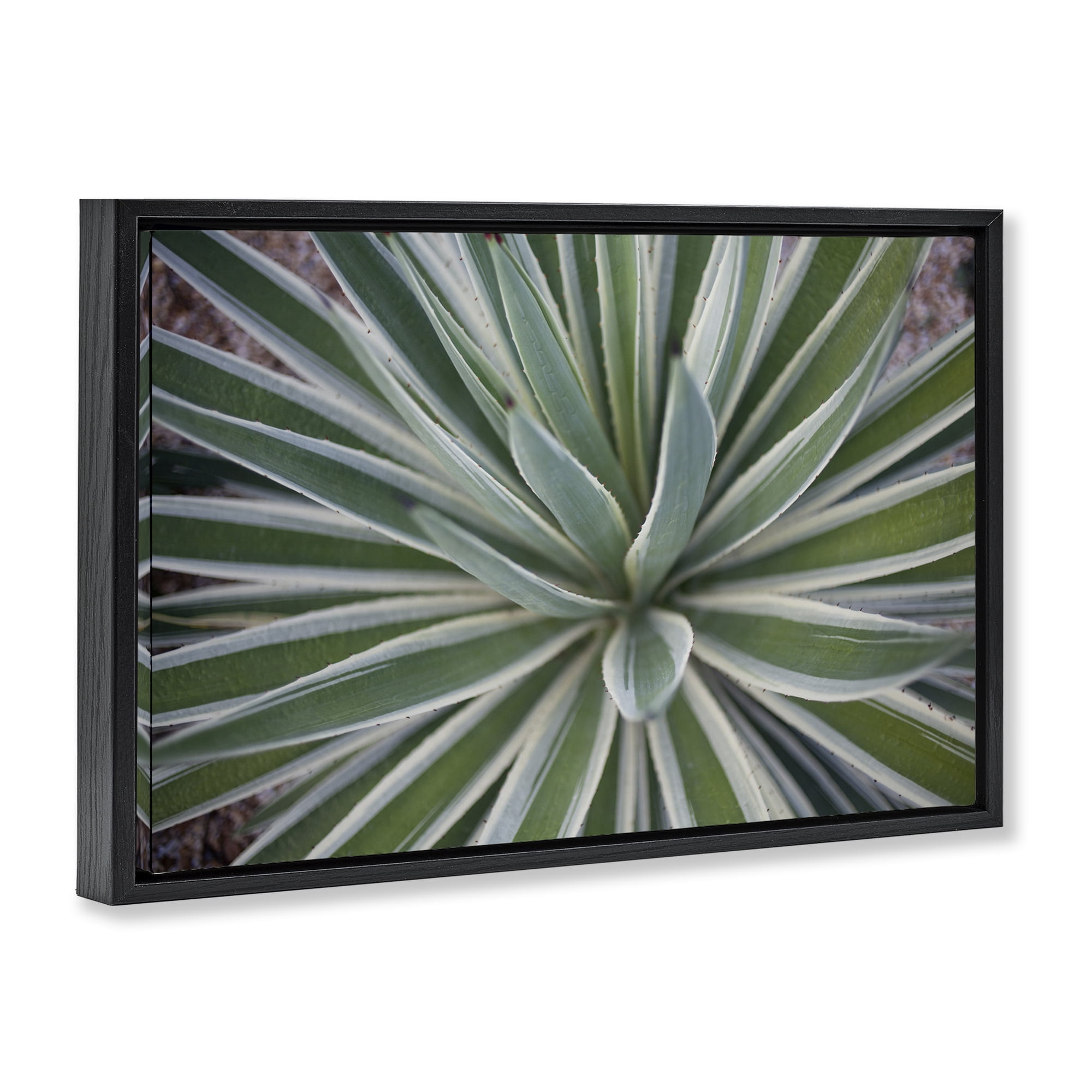 Stupell Industries Centric Succulent Leaves Botanical & Floral Photography Black Floater Framed Canvas Art Print Wall Art, 31 x 21