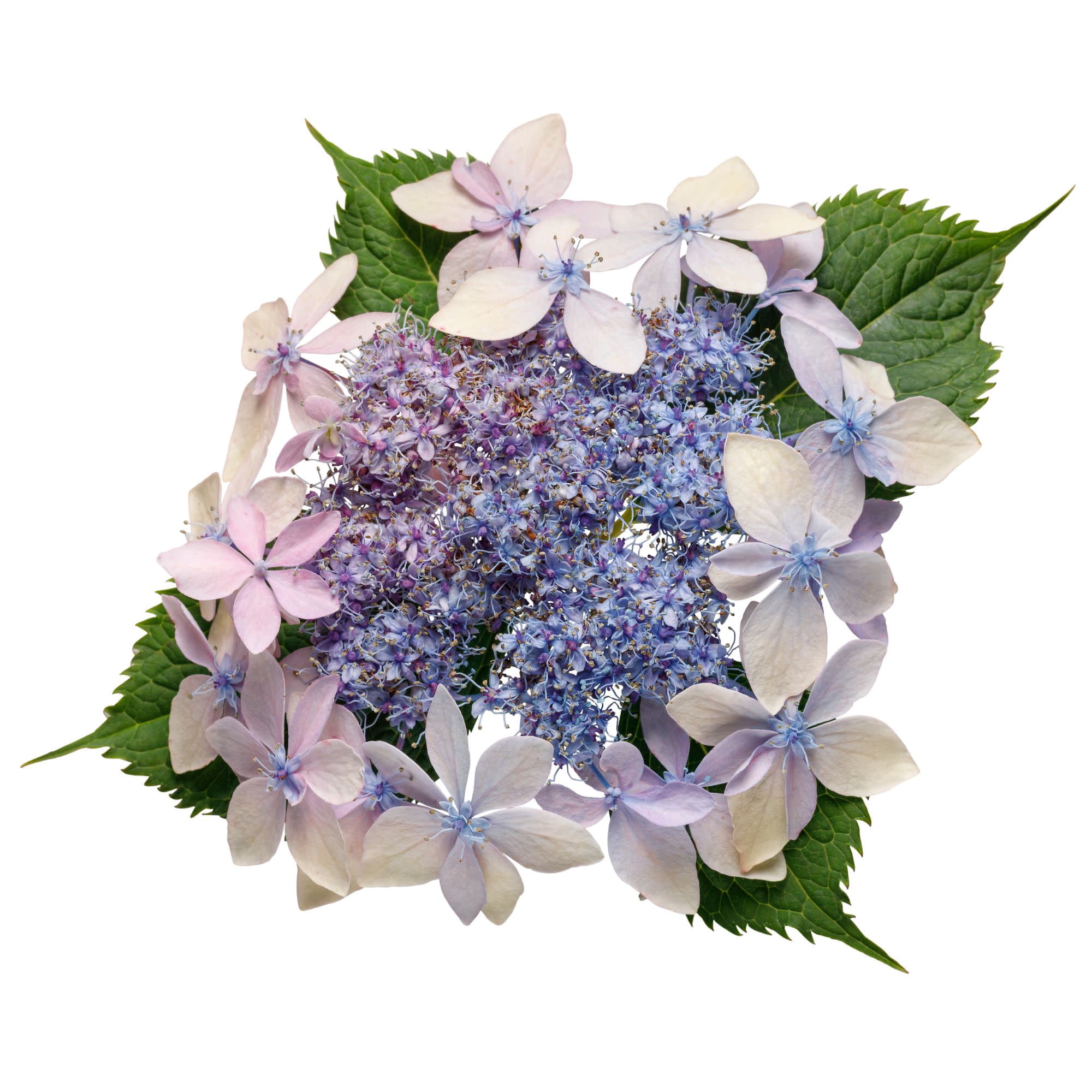 Proven Winners ColorChoice 5" Multicolor Tuff Stuff Ah-Ha Reblooming Mountain Hydrangea Live Plant in 4.5" Pot (4 Count)
