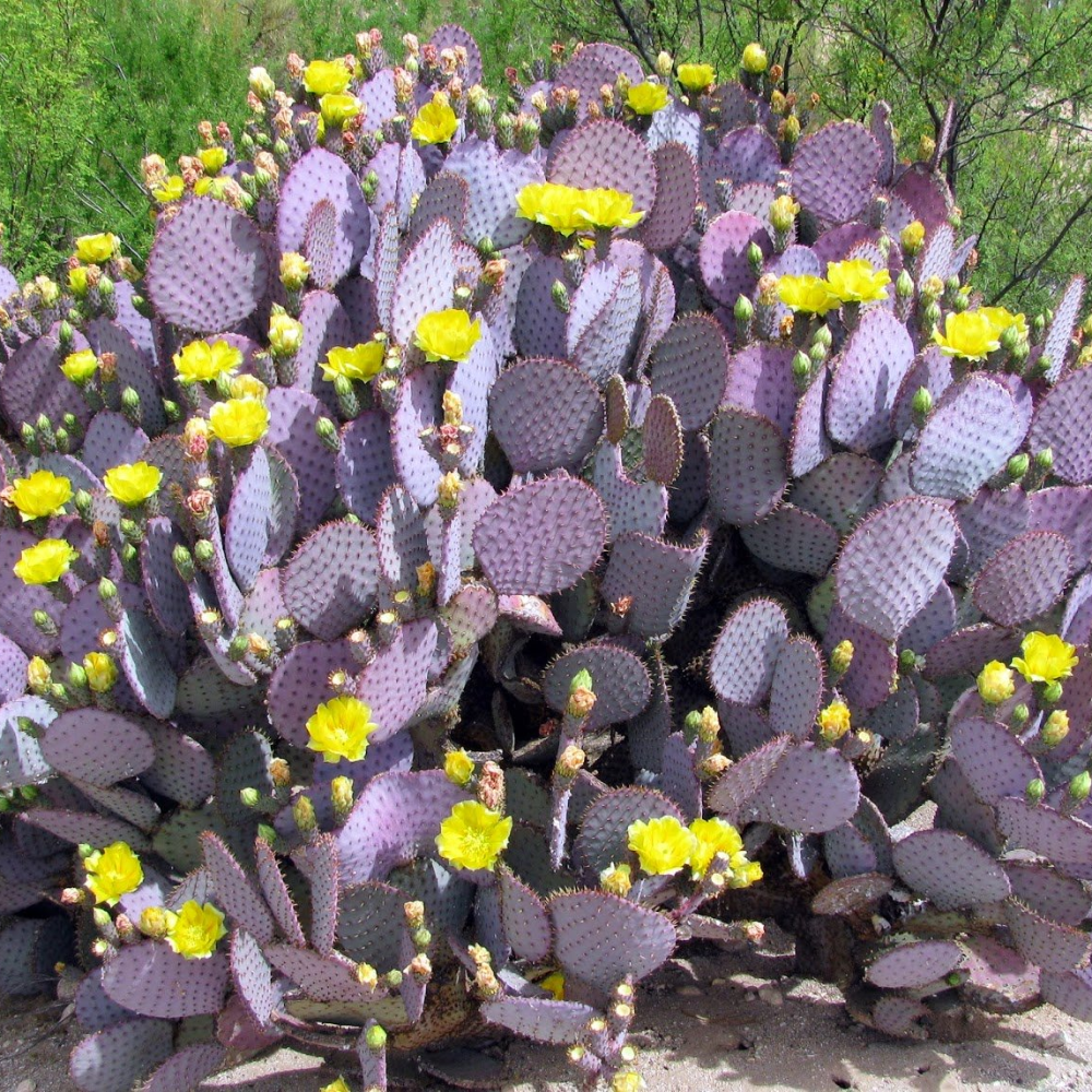 Purple Prickly Pear Plant, Prickly Pear Cactus Live Plant, 3 Inch Pot