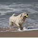 thumbnail image 4 of Pelota de espuma con cuerda para perros, pelota flotante para entrenamiento, juguete de tira y afloja para perros grandes (pelota de trompeta), 4 of 5