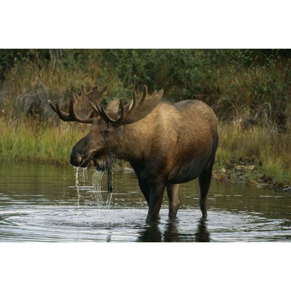 Bull Moose In Pond Near Eielson Visitor Center Ak In Denali Np Summer Poster Print (17 x 11)
