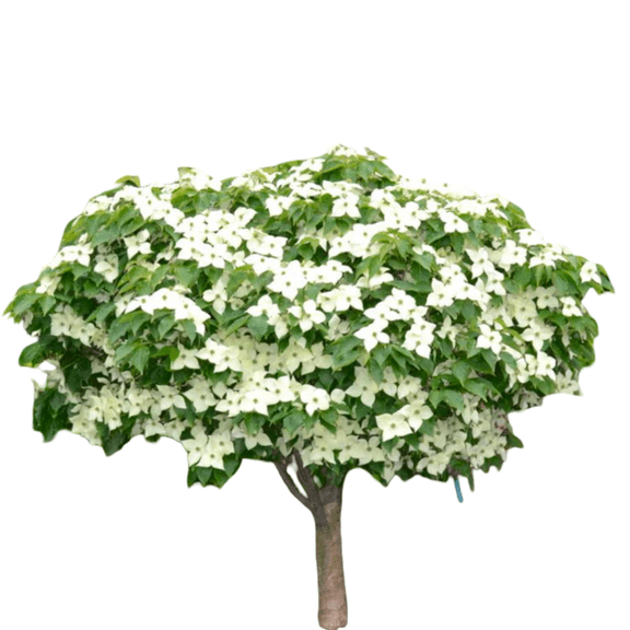 Milky Way Dogwood Tree – Live Flowering Ornamental Tree, 1 Gallon Potted