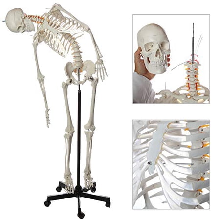 Flexible Life-Size Skeleton Anatomical Model Bundle, 5' 6" Anatomical Skeleton, 206 Bones, Interactive Medical Replica, Includes Adjustable Rolling Stand, Dust Cover, Made by Axis Scientific