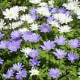 thumbnail image 2 of Rock Garden Mixed Flower Collection, 55 Bulbs - Featuring 4 Varieties of Blue, White & Purple Flowers, 2 of 8