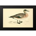 thumbnail image 2 of Morris, Rev FO 18x13 Black Modern Framed Museum Art Print Titled - American Wigeon, 2 of 5