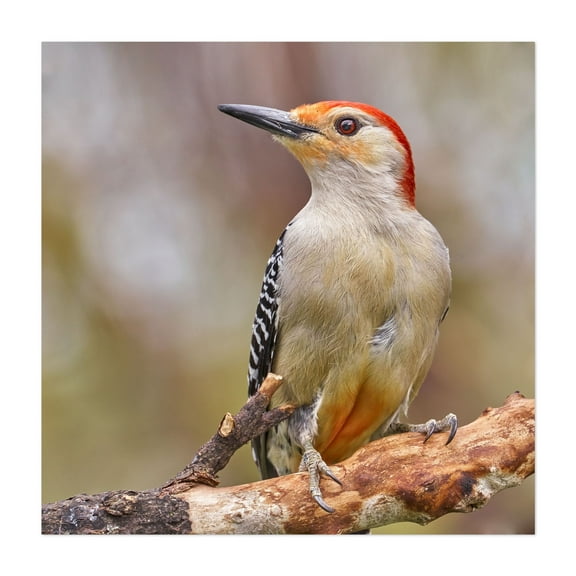 Male Red Bellied woodpecker - Photography Bird Wildlife Nature Animal Woodland Scenic Unframed Wall Art Print 6 x 6 inches
