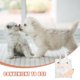 thumbnail image 3 of ADDHAT Carrier Para Perros Pequeños Y Con Y Funcionalidad, 3 of 8