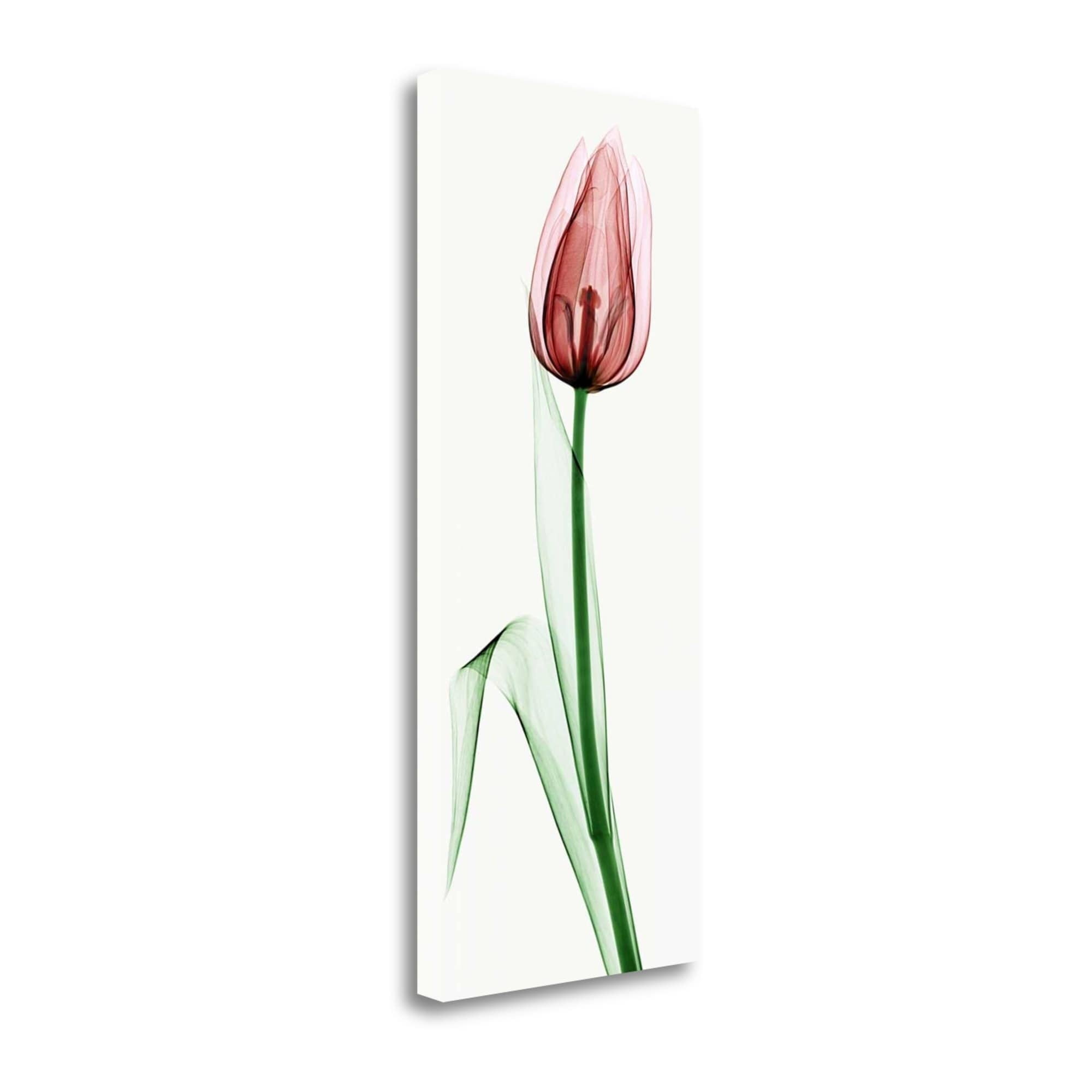 Tangletown Fine Art Tulip Ii Graphic Art Print On Wrapped Canvas Walmart Com Walmart Com