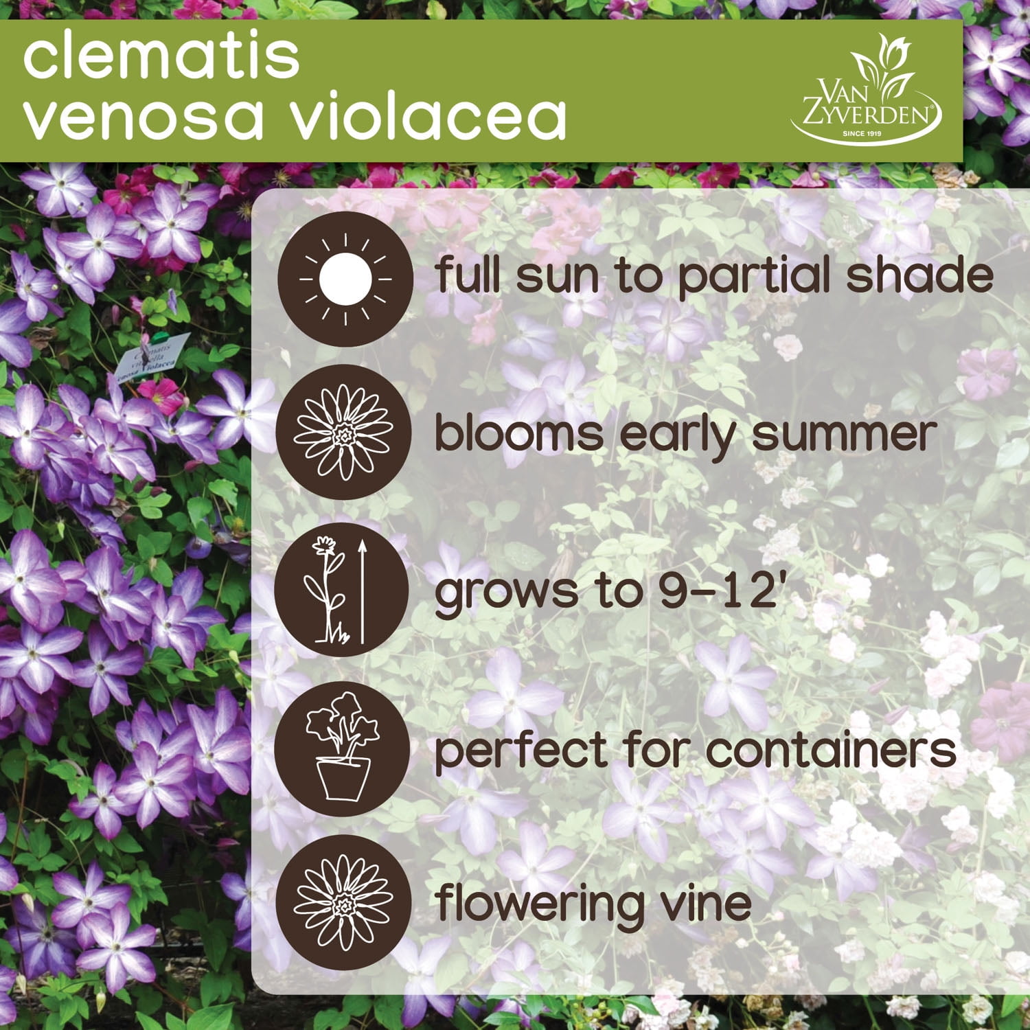 Expert Gardener Clematis Venosa Violacea - Perennial, Multi-Color