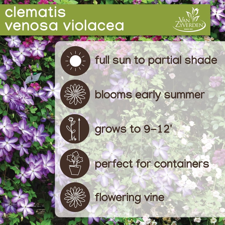 Expert Gardener Clematis Venosa Violacea - Perennial, Multi-Color