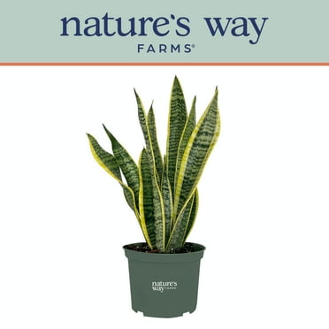 Nature's Way Farms Sansevieria Laurentii Live Plant (8-15 inches tall) in growers pot