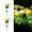 A, variant on Outdoor Solar Lights,Solar Garden Peony Flowers Lights,Realistic Outdoor LED Flower Lights,Waterproof Landscape Stake Lights for Garden Lawn Yard Pathway Patio Backyard (Pink)