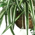 thumbnail image 3 of Spider Hanging Basket Silk Plant, 3 of 4