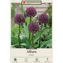 Ostara Ornamental Allium 2 Bulbs - 14/16 cm Bulbs