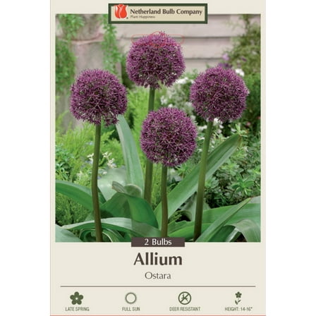 Ostara Ornamental Allium 2 Bulbs - 14/16 cm Bulbs