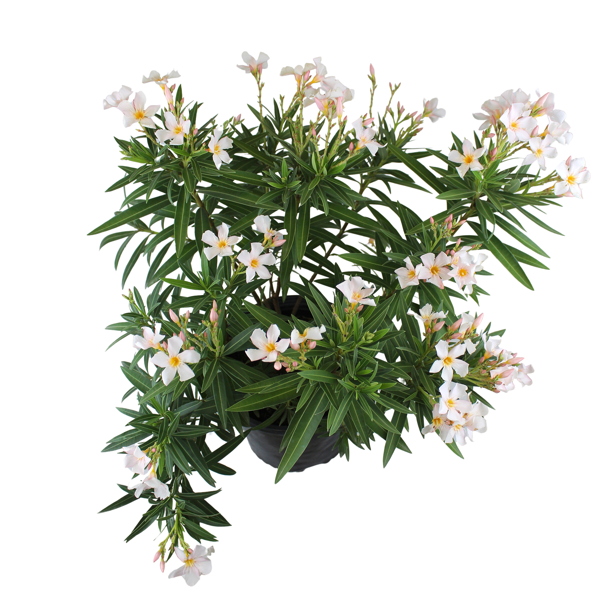 Expert Gardener White Oleander Live Plant, 18-24 in Tall, 2.25 gal