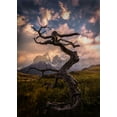 thumbnail image 2 of Zhang, Dennis 24x32 White Modern Wood Framed Museum Art Print Titled - Dead Tree, 2 of 4