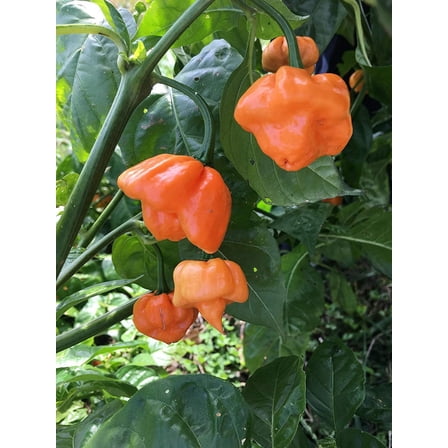 herwood's Seeds 10 Scotch Bonnet Hot Pepper Plant Seeds, Heirloom Peppers
