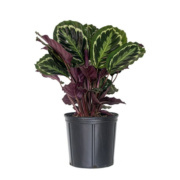 United Nursery Live Calathea Medallion Plant 28-32 inches Tall in 9.25-inch Grower Pot