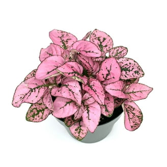 Seven 7 Plant Live Indoor Seven Live Plant For Decoration,Simulated Lotus  Leaf*1 - Walmart.com