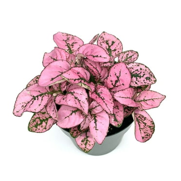 Hypoestes Pink Splash Live Potted House Plants Air Purifying, 2" Pot