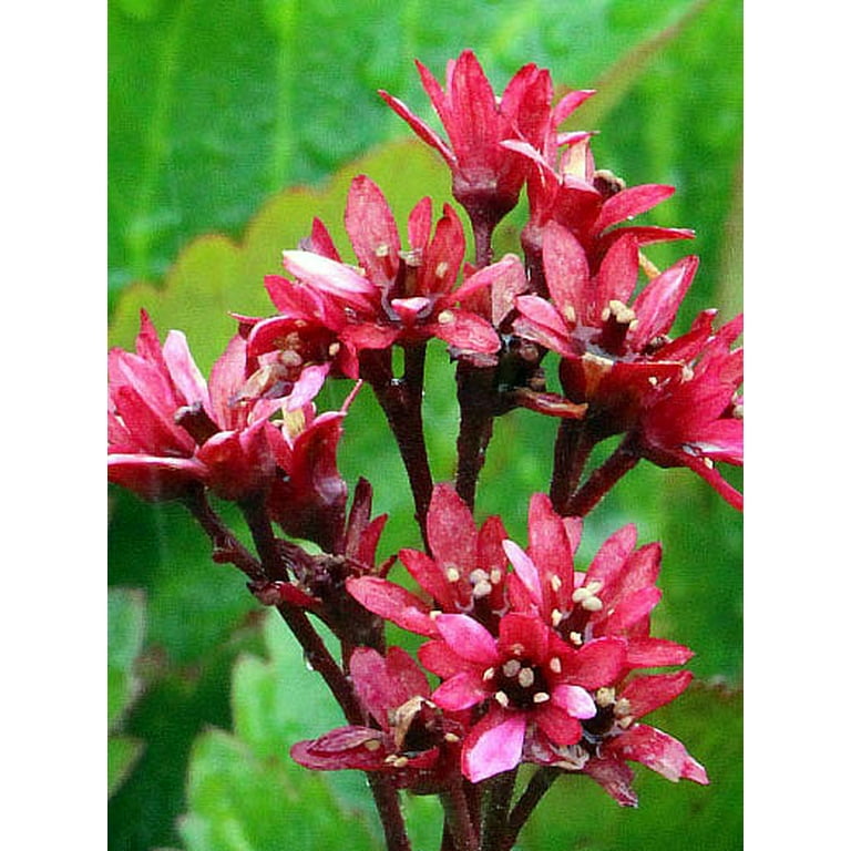 Nova™ Flame Mukgenia Perennial - All Year Color - 4 Pot 