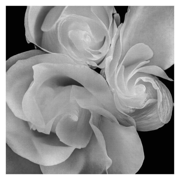 Masterpiece Art Gallery Carnation Floral 19 by Michael Faragher Canvas Photo Art Print 24" x 24"