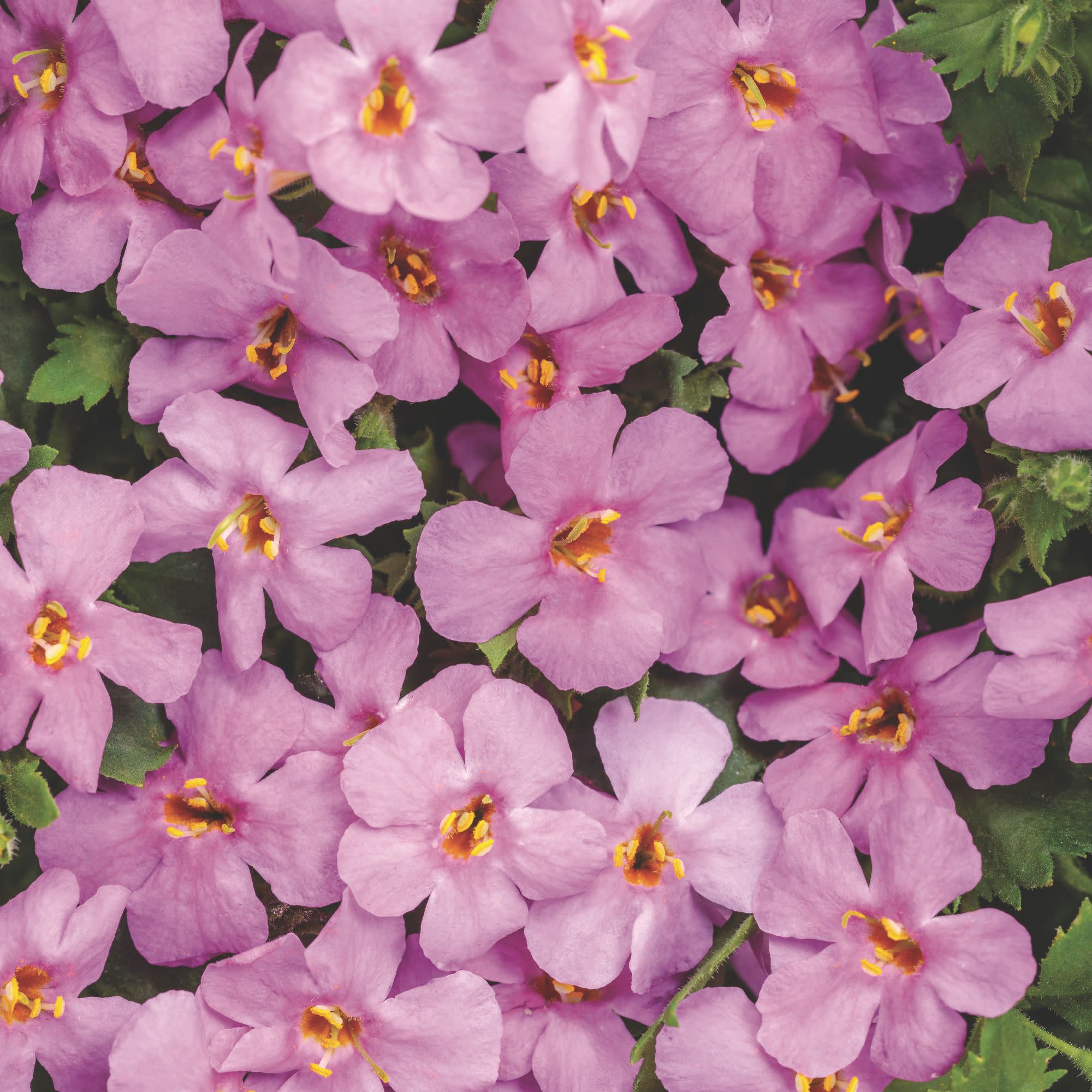 Proven Winners 4" Pink Snowstorm Rose Bacopa Live Plant in 4.25" Pot (4 Count)