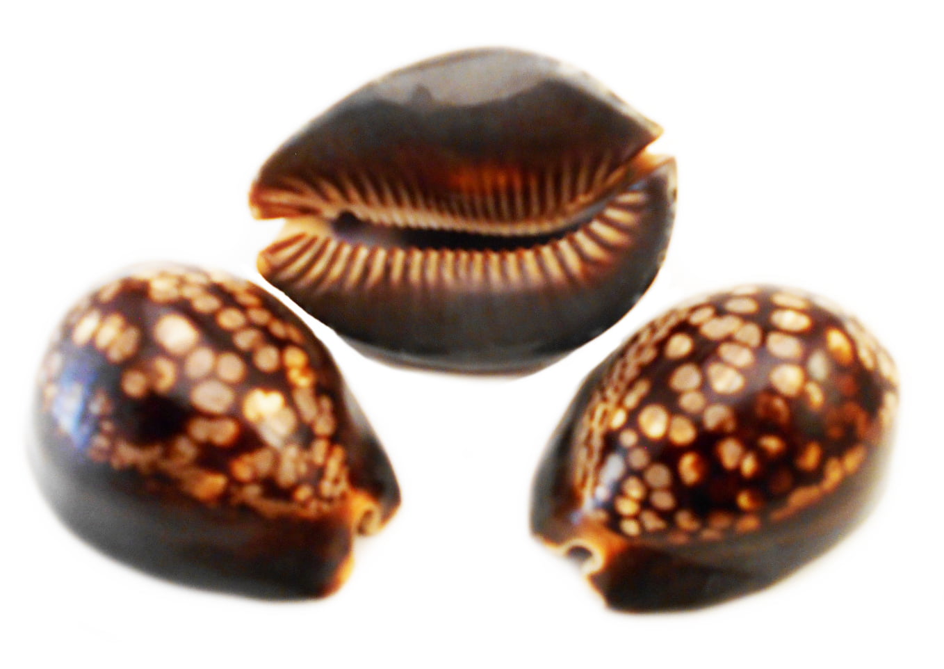 Shell Seashell Beautiful Polished Cypraea Mauritiana Humpback Chocolate Cowrie
