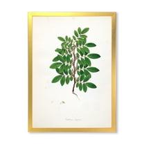 Designart 'Ancient Plant Life XX' Farmhouse Framed Art Print