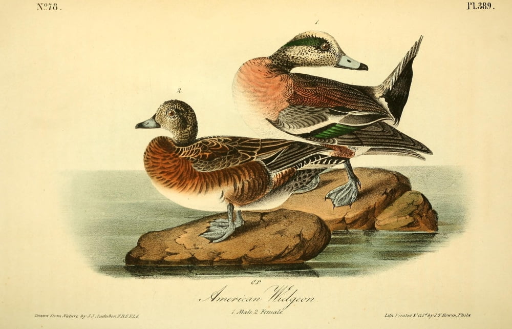 Birds Of America 18