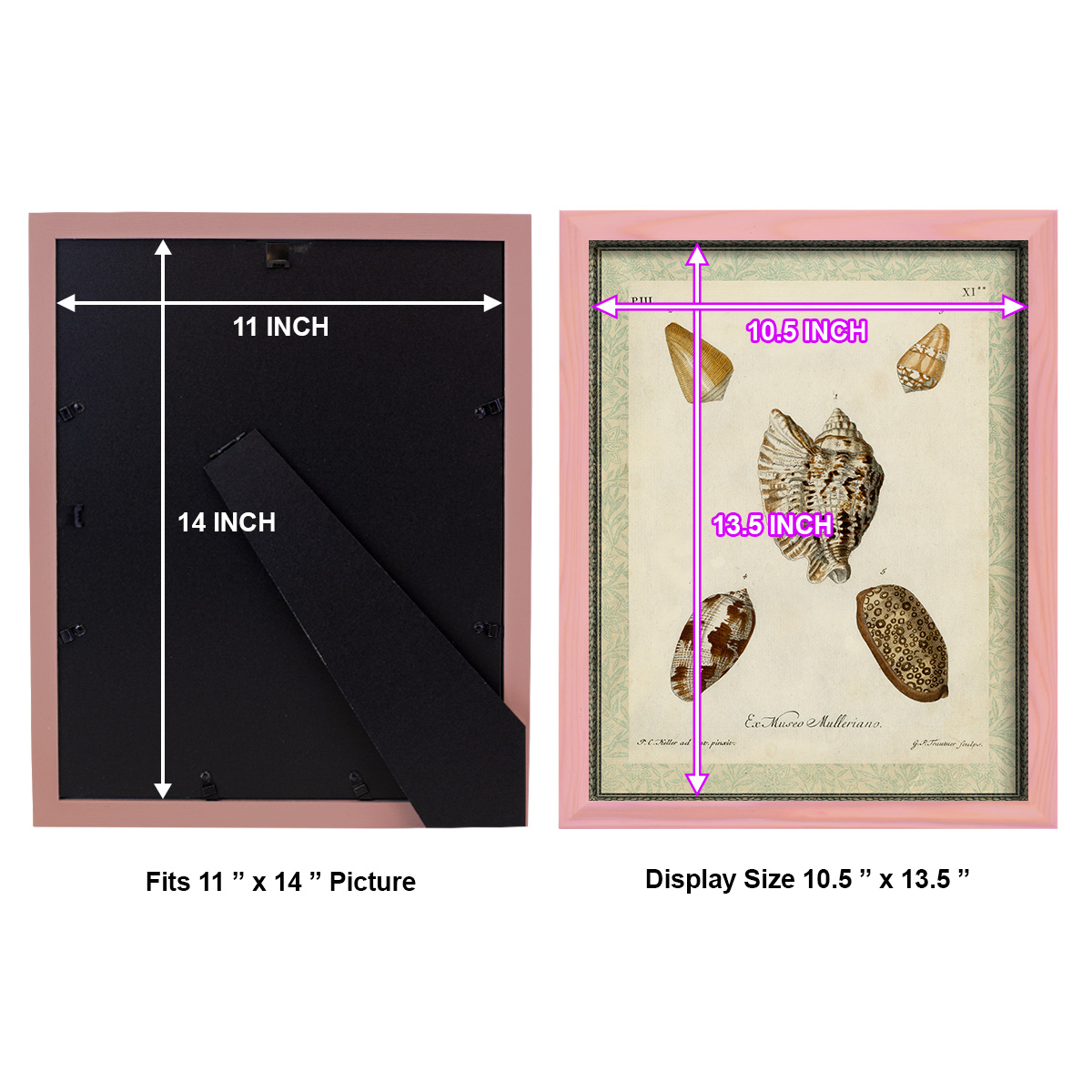 Bookplate Shells II - Framed Print w/glass - Sunset Pink